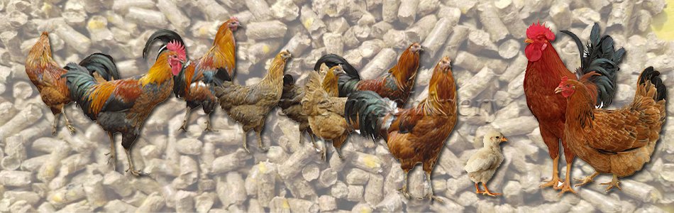 How to Improve the Quality of Chicken Feed Pellets?（images 2）