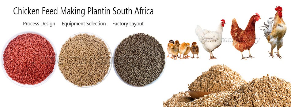 How to Make Your Own Chicken Feed in South Africa?（images 1）